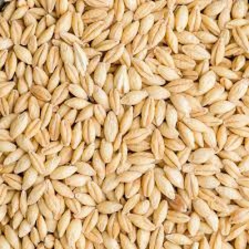 High quality Barley