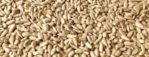 Wholesale Hulled sunflower kernels /Helianthus annuus at Cheapest, Good Quality Guaranteed