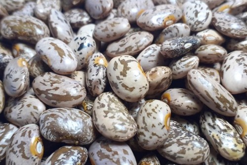 Wholesale Pinto Beans from Brazil with the cheapest prices for genuine buyers globally