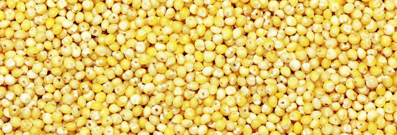 Wholesale Cheapest Price Good Quality Millet /Panicum miliaceum in Market