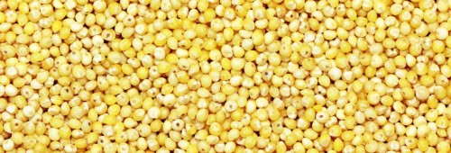 Wholesale Cheapest Price Good Quality Millet /Panicum miliaceum in Market