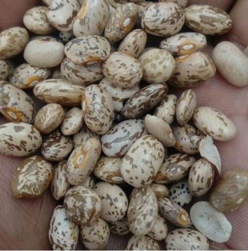 Wholesale Pinto Beans from Brazil with the cheapest prices for genuine buyers globally