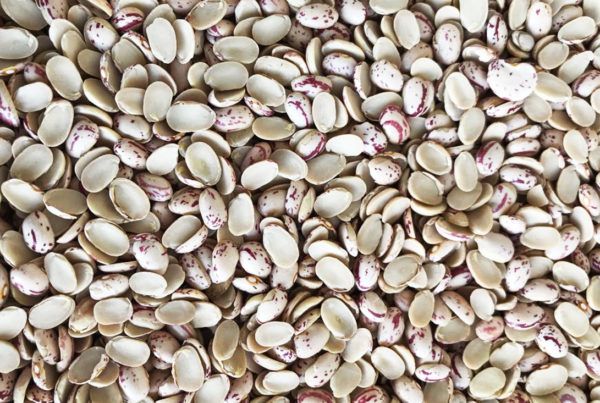 Wholesale Cranberry Split Beans from Brazil with good quality at the cheapest price in market