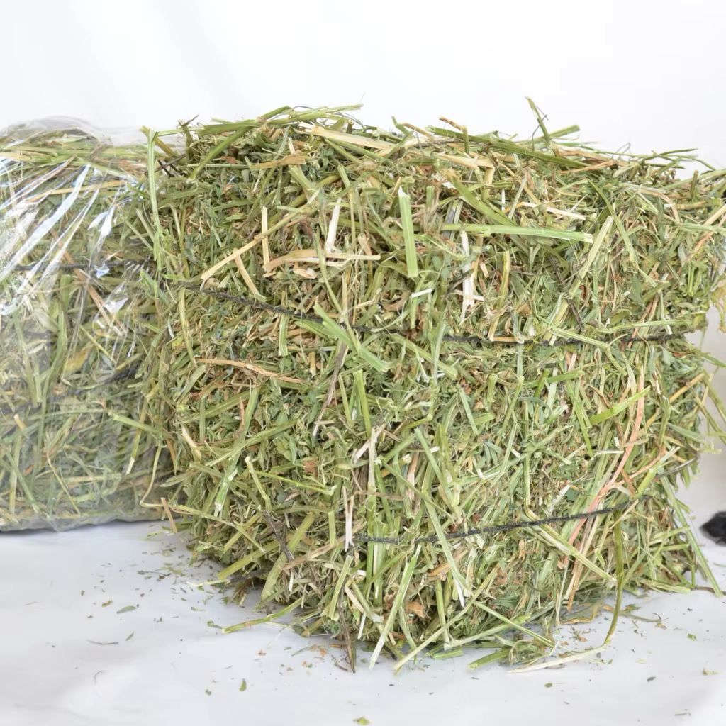 Wholesale Premium Grade A Alfalfa Hay from Canada & Spain to Buyers in Hong Kong and global