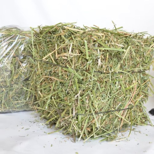 Wholesale Premium Grade A Alfalfa Hay from Canada & Spain to Buyers in Hong Kong and global