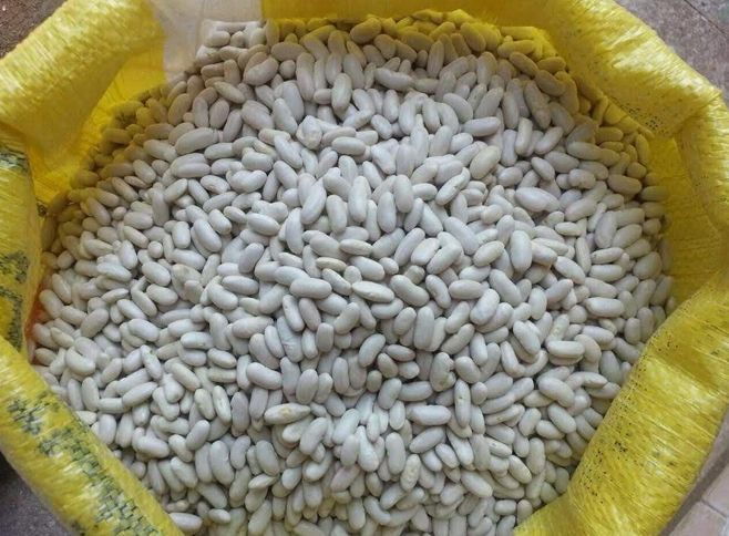 Wholesale Alubia Beans from Brazil at cheapest price in market