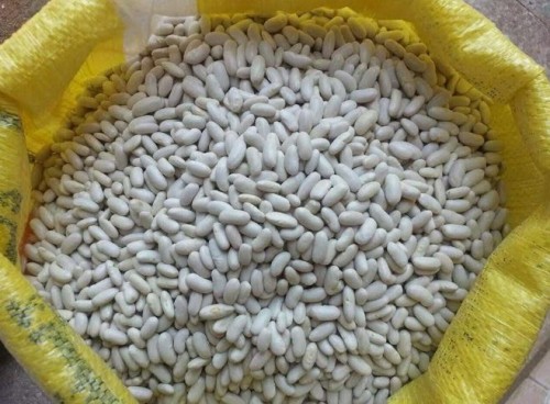Wholesale Alubia Beans from Brazil at cheapest price in market