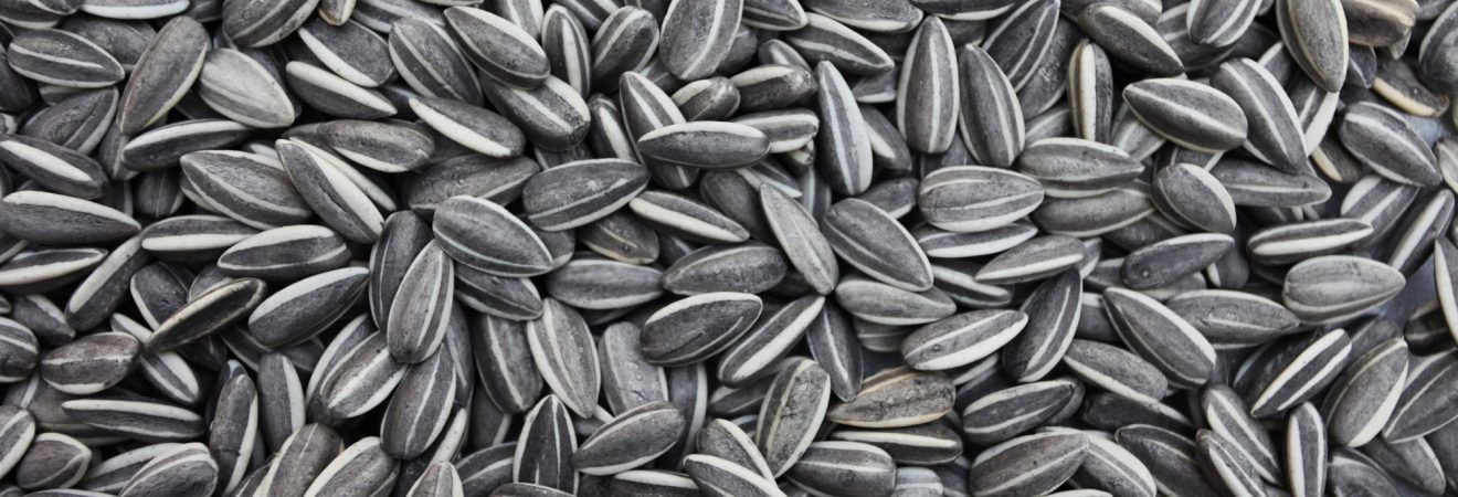 Cheapest Price Striped sunflower / Helianthus annuus Wholesale