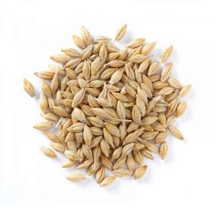 Wholesale High Quality Wheat Grain from Russia with good quality at the cheapest price in market