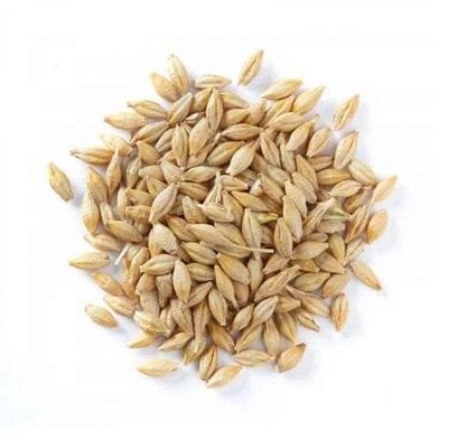 Wholesale High Quality Wheat Grain from Russia with good quality at the cheapest price in market