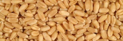 Wholesale Wheat /Triticum aestivum Cheapest Prices in market