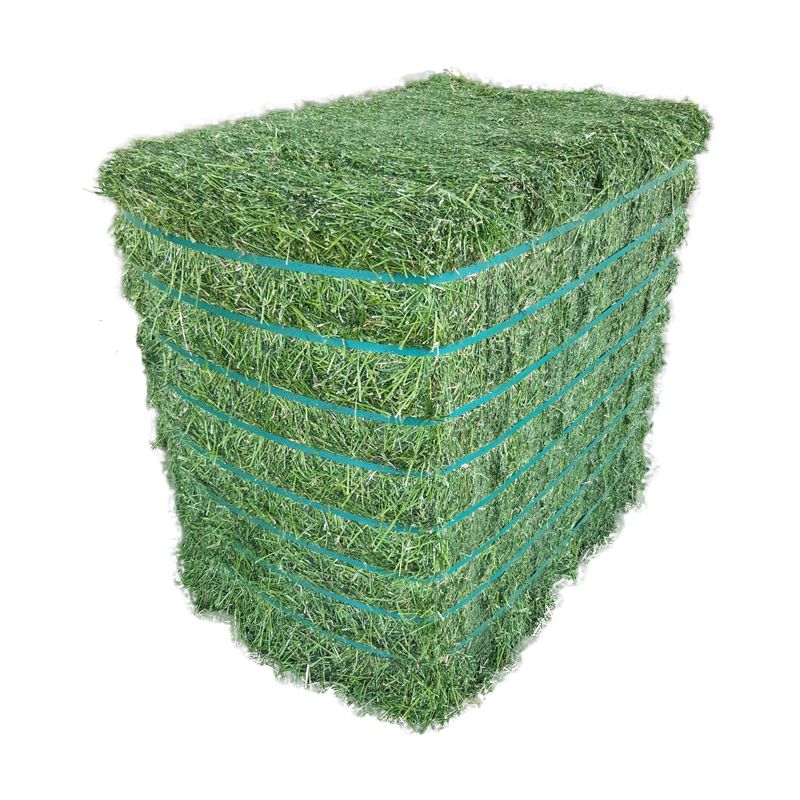 Wholesale Premium Grade A Alfalfa Hay from Canada & Spain to Buyers in Hong Kong and global
