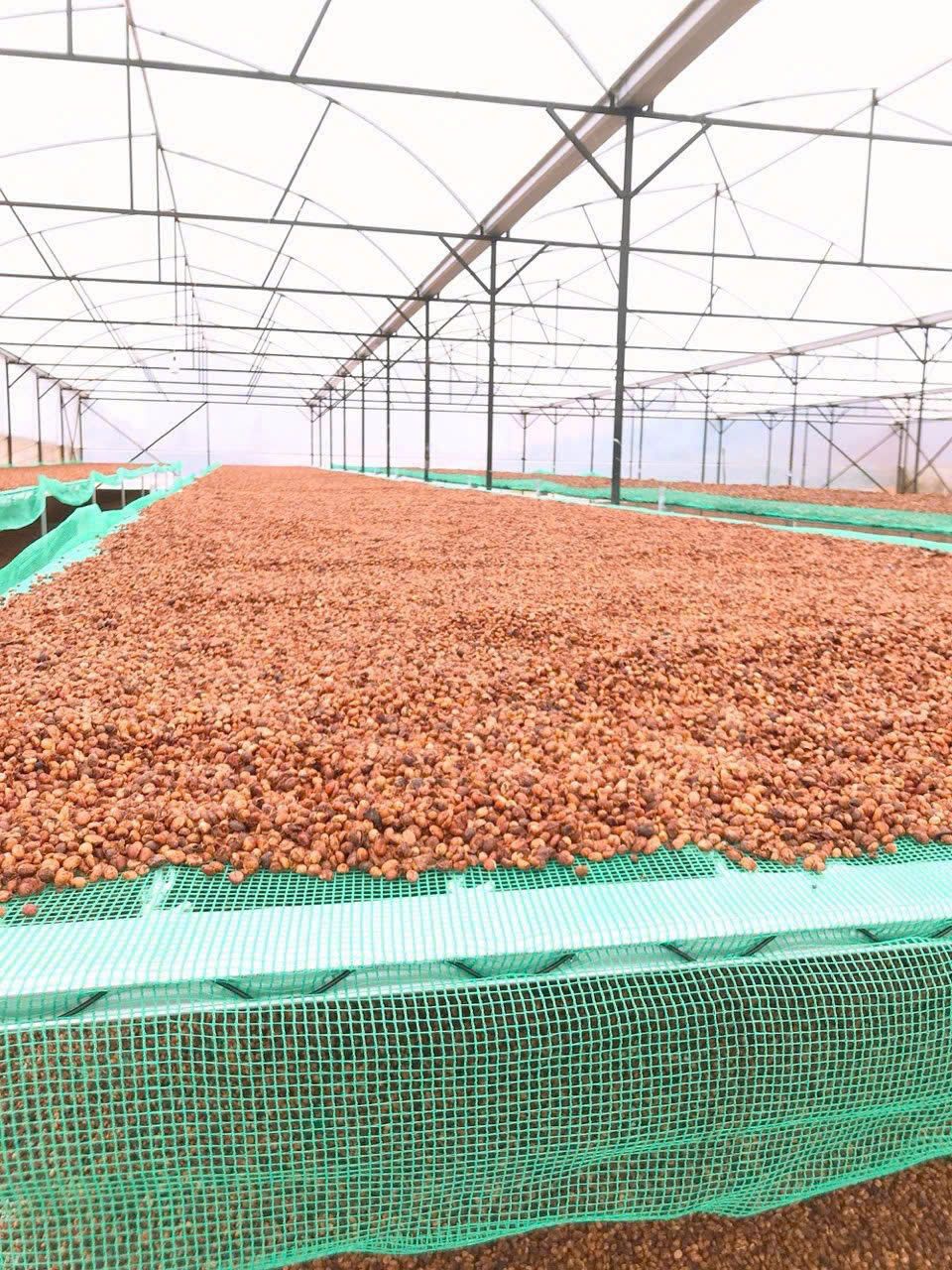 [Ready to Ship] Brazil Robusta Green Coffee Beans S18 Natural Process Whole Bean OEM/ODM Available