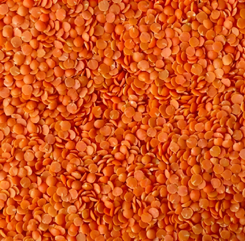 Wholesale Red Lentils from Ethiopia with good quality at the cheapest price in market