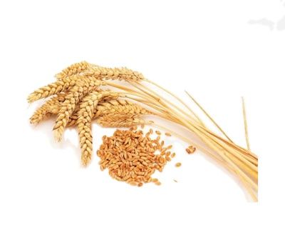 Wholesale High Quality Wheat Grain from Russia with good quality at the cheapest price in market