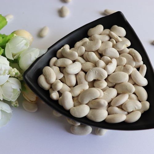 Wholesale Alubia Beans from Brazil at cheapest price in market