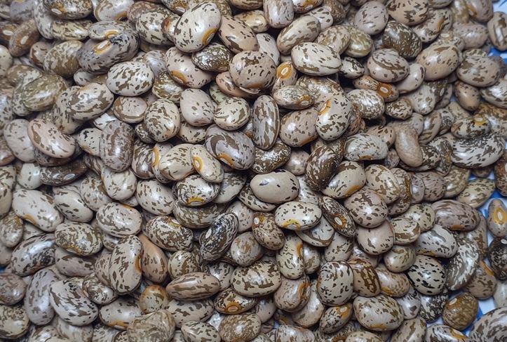 Wholesale Pinto Beans from Brazil with the cheapest prices for genuine buyers globally