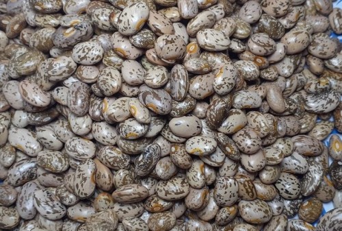 Wholesale Pinto Beans from Brazil with the cheapest prices for genuine buyers globally