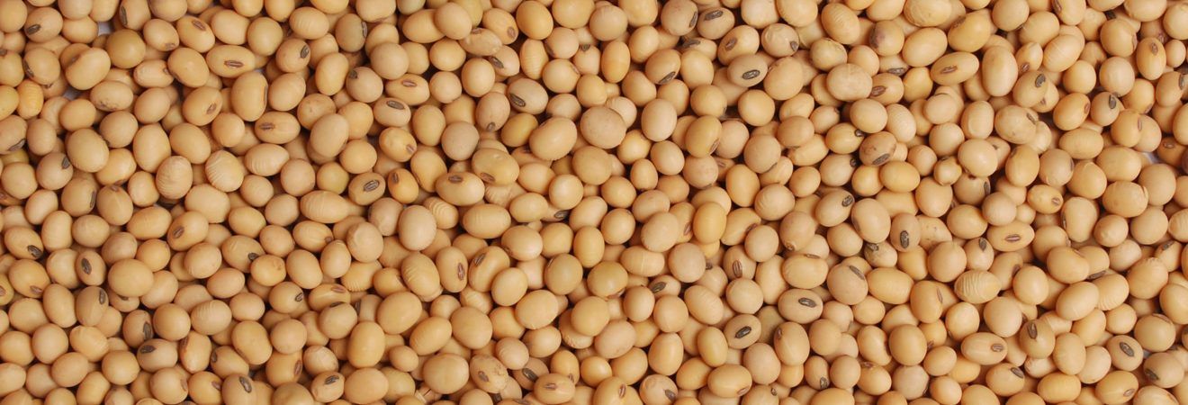 Wholesale Soya bean /Glycine max at Cheapest, Good Quality Guaranteed