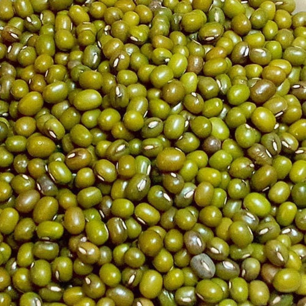 Wholesale Green Lentils  from Ethiopia with good quality at the cheapest price in market