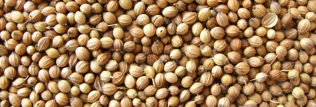 Wholesale Cheapest Price Good Quality Coriander /Coriandrum sativum