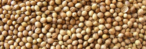 Wholesale Cheapest Price Good Quality Coriander /Coriandrum sativum