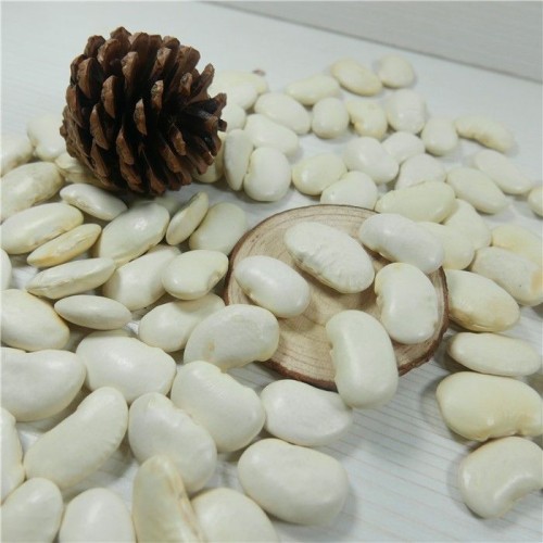 Wholesale Alubia Beans from Brazil at cheapest price in market