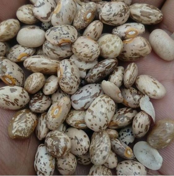 Wholesale Pinto Beans from Brazil with the cheapest prices for genuine buyers globally