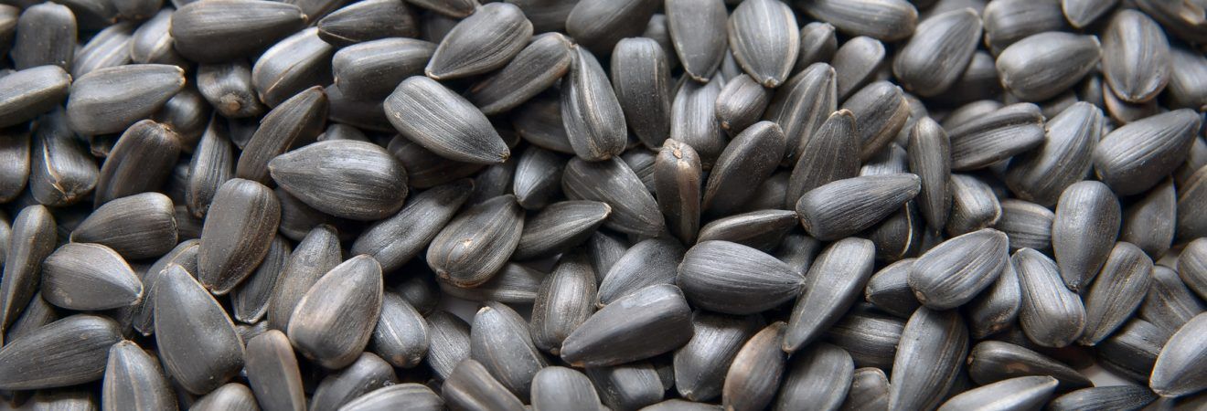 Cheap Wholesale Price Good Quality Black sunflower /Helianthus annuus