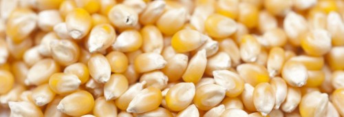 Wholesale Cheapest Price Corn /Zea mays