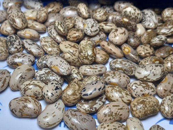 Wholesale Pinto Beans from Brazil with the cheapest prices for genuine buyers globally