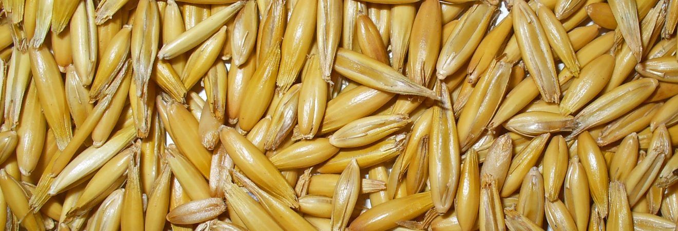 Wholesale Cheapest Price Barley /Hordeum vulgare/ in Market