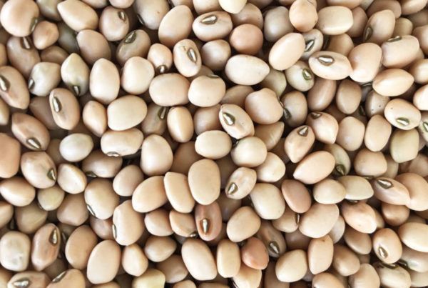 Wholesale Cowpeas Beans from Brazil with good quality at the cheapest price in market