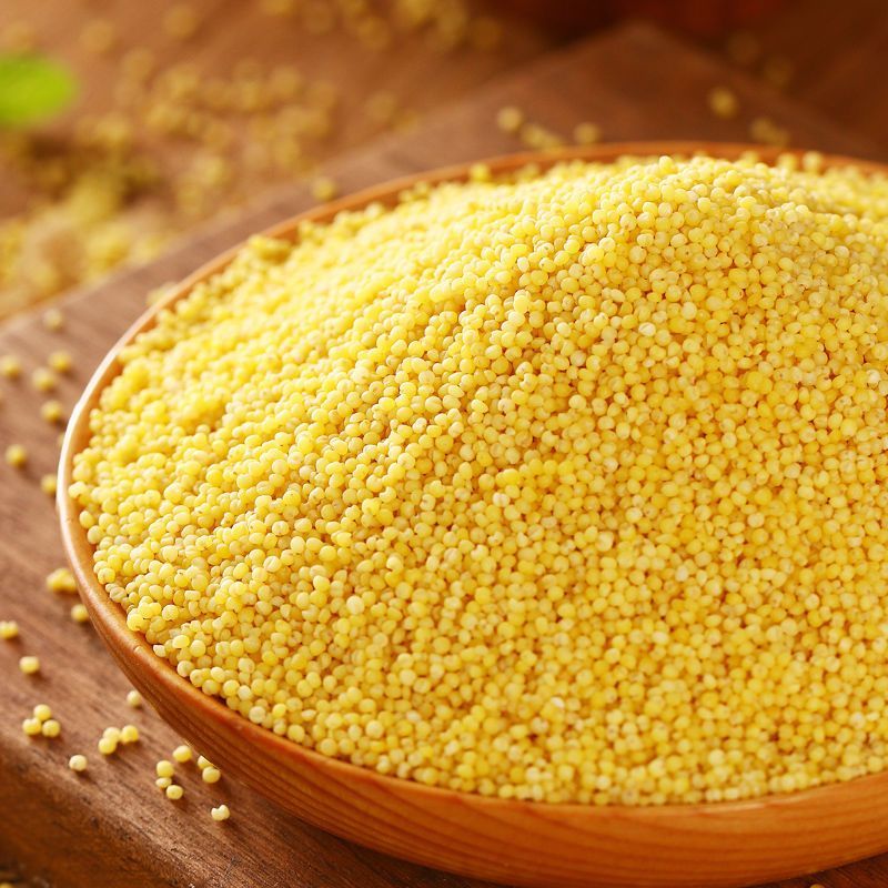 Wholesale High Quality Wheat Grain from Russia with good quality at the cheapest price in market