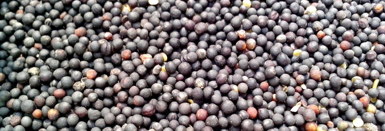 Wholesale Cheapest Price Good Quality Rapeseed in market