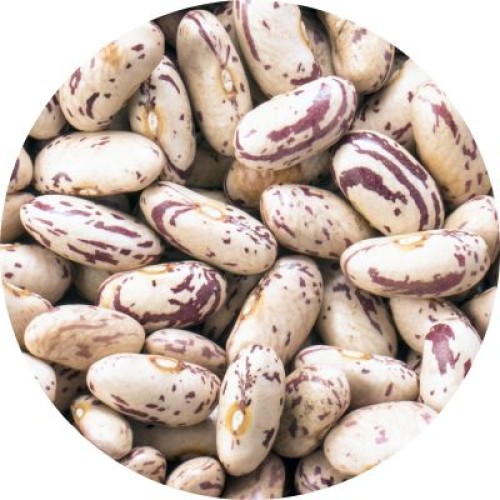 Wholesale Light Speckled Kidney Beans from Ethiopia with good quality at the cheapest price in market