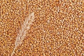 High Quality Wheat
