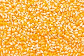 High Quality Maize