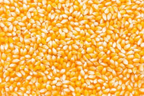 High Quality Maize
