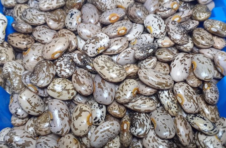 Wholesale Pinto Beans from Brazil with the cheapest prices for genuine buyers globally