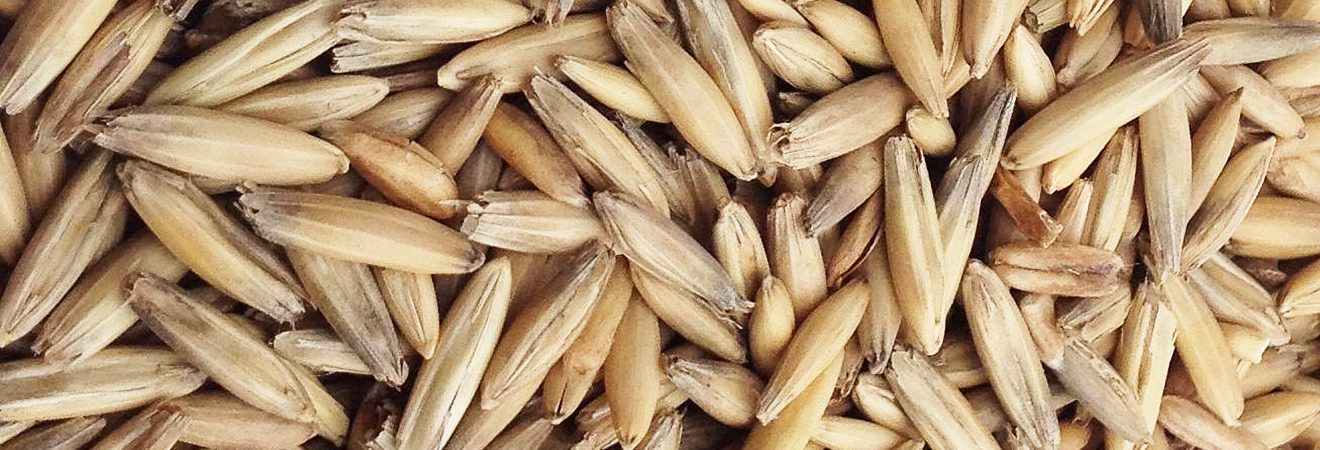 Wholesale Cheapest Good Quality Oat /Avena sativa in Market