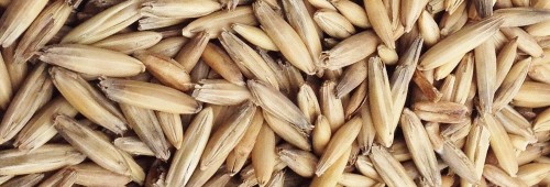 Wholesale Cheapest Good Quality Oat /Avena sativa in Market