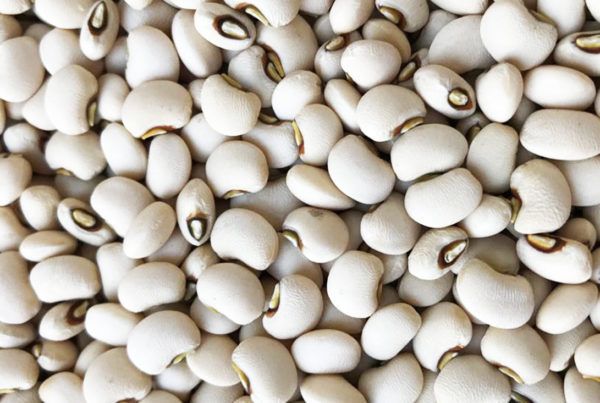 Wholesale Jumbo Beans from Brazil with good quality at the cheapest price in market