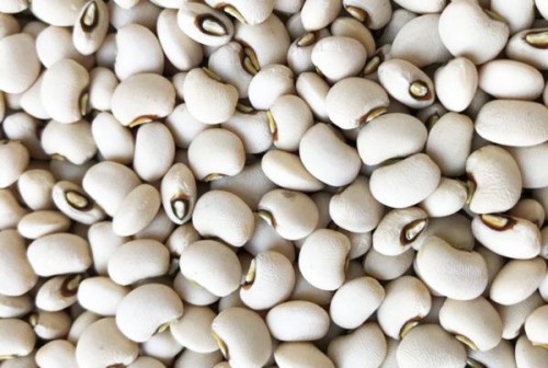 Wholesale Jumbo Beans from Brazil with good quality at the cheapest price in market
